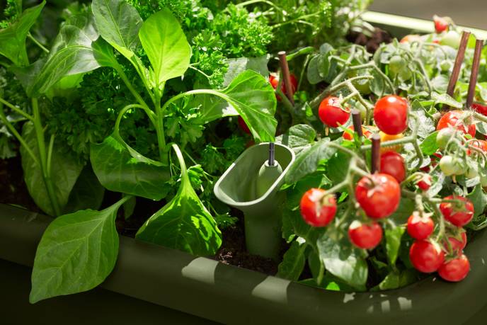 noa potager sur pied vert mousse